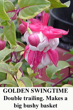 Фуксия golden swingtime фото